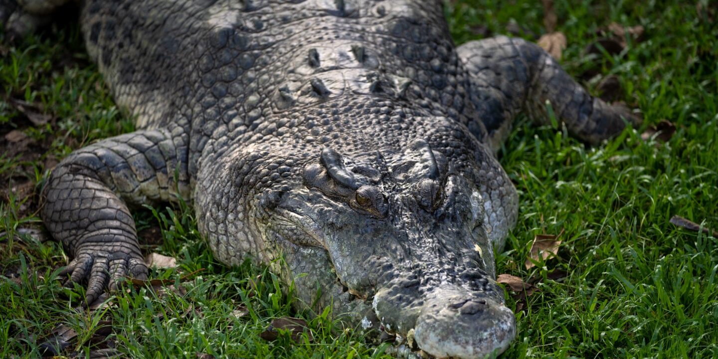 Alerte sécurité à Adétikopé : un crocodile repéré dans la zone